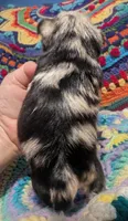 Alexis, a female Miniature Schnauzer for sale in Stonewall, LA – 2 of 3