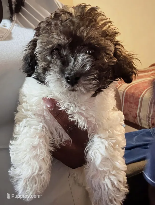 Tiger – Poodle - Toy  puppy for sale in Stonewall, LA