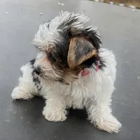 Ringo, a male Yorkshire Terrier for sale in Stonewall, LA – Photo 3 of 6