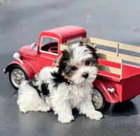 Ringo, a male Yorkshire Terrier for sale in Stonewall, LA – Photo 1 of 6