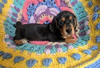 Rotti, a female Miniature Dachshund for sale in Stonewall, LA – 3 of 3