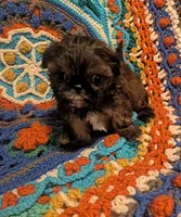 Brody , a male Shih Tzu for sale in Stonewall, LA – 8 of 8