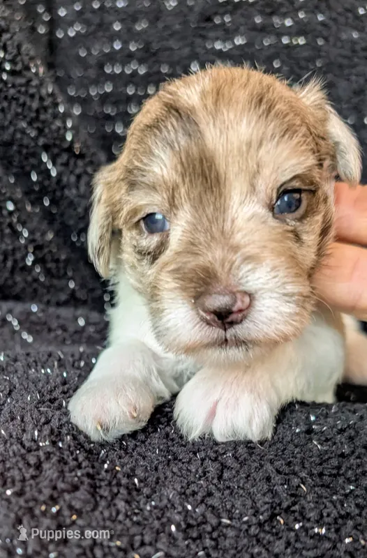 Maddy – Miniature Schnauzer puppy for sale in Stonewall, LA