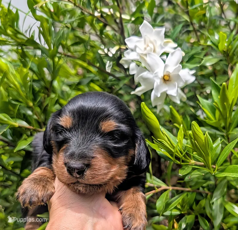 Anna – Miniature Dachshund puppy for sale in Stonewall, LA