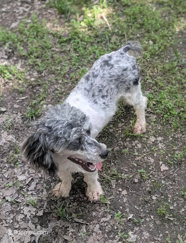 Mercedes – Poodle - Toy  puppy for sale in Stonewall, LA