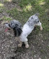 Mercedes, a female Poodle - Toy  for sale in Stonewall, LA – Photo 3 of 4
