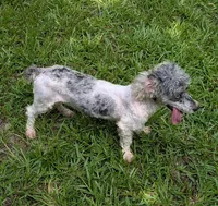 Mercedes, a female Poodle - Toy  for sale in Stonewall, LA – Photo 4 of 4