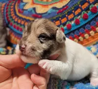 Maddy, a female Miniature Schnauzer for sale in Stonewall, LA – 3 of 6
