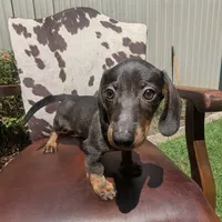 Braco, a male Miniature Dachshund for sale in Stonewall, LA – 6 of 7