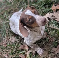Choco, a male Miniature Dachshund for sale in Stonewall, LA – 5 of 6