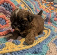 Precious , a female Shih Tzu for sale in Stonewall, LA – 6 of 8