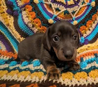 Choco, a male Miniature Dachshund for sale in Stonewall, LA – 2 of 6