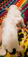 Diamond, a female Poodle - Toy  for sale in Stonewall, LA – 4 of 5