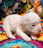 Crystal, a female Poodle - Toy  for sale in Stonewall, LA – 5 of 5