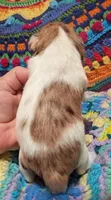 Maddy, a female Miniature Schnauzer for sale in Stonewall, LA – 4 of 6
