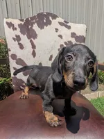 Braco, a male Miniature Dachshund for sale in Stonewall, LA – 5 of 7
