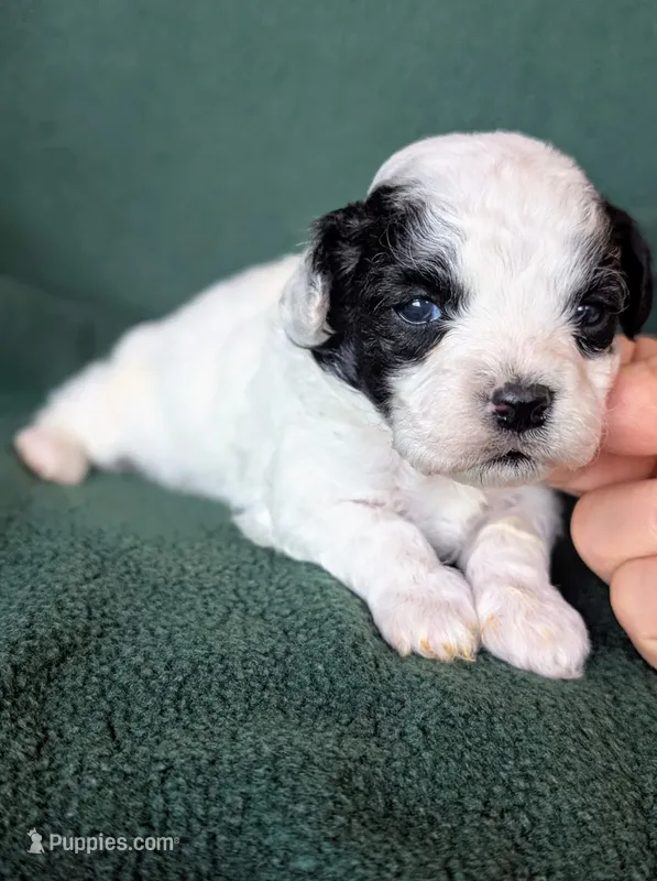 Peanut  – Poodle - Toy  puppy for sale in Stonewall, LA