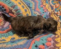 Princess, a female Shih Tzu for sale in Stonewall, LA – 8 of 9