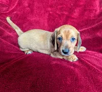Savannah, a female Miniature Dachshund for sale in Stonewall, LA – 3 of 4