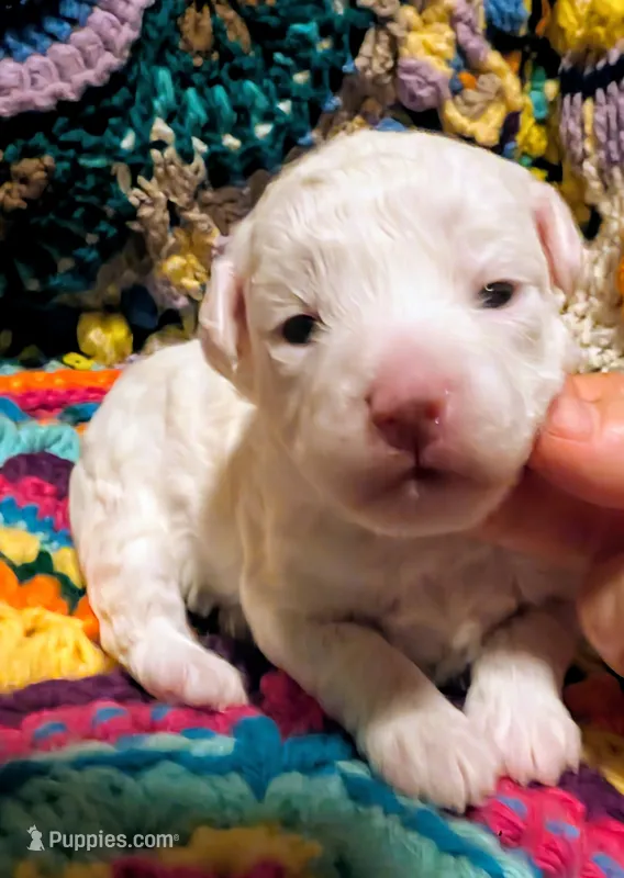Crystal – Poodle - Toy  puppy for sale in Stonewall, LA