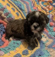 Princess, a female Shih Tzu for sale in Stonewall, LA – 6 of 9