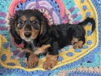 Princess BriAnna, a female Miniature Dachshund for sale in Stonewall, LA – 6 of 9