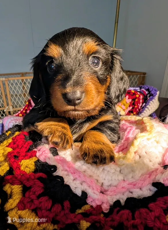 Anna – Miniature Dachshund puppy for sale in Stonewall, LA