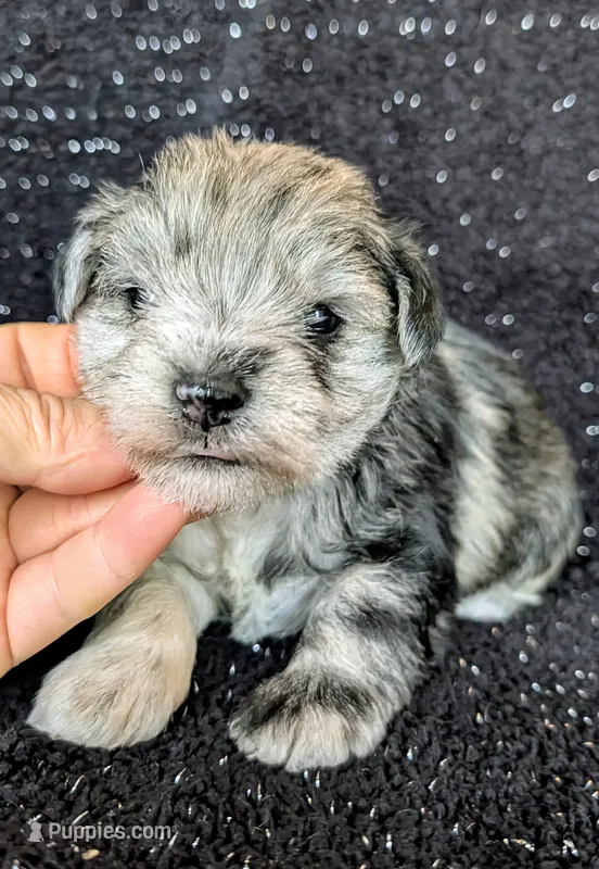 Alexis – Miniature Schnauzer puppy for sale in Stonewall, LA