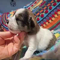 Scooter, a male Miniature Schnauzer for sale in Stonewall, LA – 5 of 5