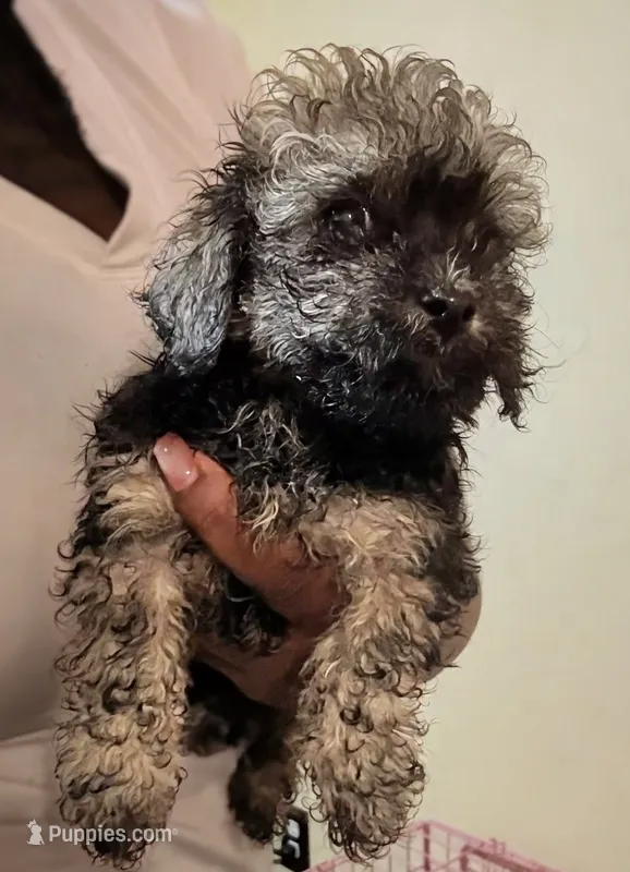Rusty – Poodle - Toy  puppy for sale in Stonewall, LA