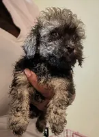 Rusty, a male Poodle - Toy  for sale in Stonewall, LA – 1 of 1
