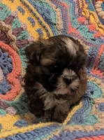 Princess, a female Shih Tzu for sale in Stonewall, LA – 3 of 9