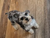 Marley , a female Miniature Schnauzer for sale in Stonewall, LA – Photo 4 of 5