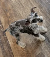 Marley , a female Miniature Schnauzer for sale in Stonewall, LA – Photo 5 of 5