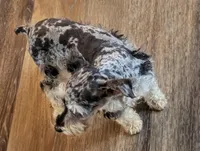 Marley , a female Miniature Schnauzer for sale in Stonewall, LA – Photo 3 of 5