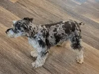 Marley , a female Miniature Schnauzer for sale in Stonewall, LA – Photo 2 of 5