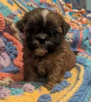 Precious , a female Shih Tzu for sale in Stonewall, LA – 4 of 8