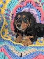 Princess BriAnna, a female Miniature Dachshund for sale in Stonewall, LA – 2 of 9