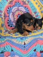 Princess BriAnna, a female Miniature Dachshund for sale in Stonewall, LA – 9 of 9