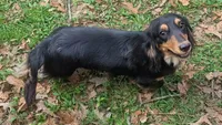 Molly Due, a  Miniature Dachshund for sale in Stonewall, LA – Photo 3 of 3