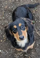 Anna, a female Miniature Dachshund for sale in Stonewall, LA – Photo 8 of 8
