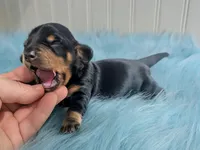 Anna, a female Miniature Dachshund for sale in Stonewall, LA – Photo 5 of 8