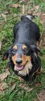 Molly Due, a  Miniature Dachshund for sale in Stonewall, LA – Photo 2 of 3