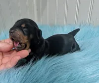 Anna, a female Miniature Dachshund for sale in Stonewall, LA – Photo 6 of 8