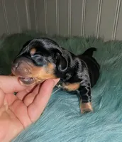 Anna, a female Miniature Dachshund for sale in Stonewall, LA – Photo 4 of 8