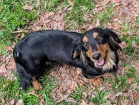 Molly Due, a  Miniature Dachshund for sale in Stonewall, LA – Photo 1 of 3