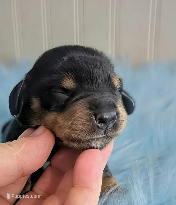 Anna – Miniature Dachshund puppy for sale in Stonewall, LA