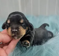 Anna, a female Miniature Dachshund for sale in Stonewall, LA – Photo 2 of 8