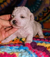 Blitz, a male Poodle - Toy  for sale in Stonewall, LA – 4 of 5
