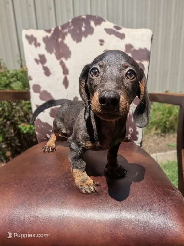 Braco – Miniature Dachshund puppy for sale in Stonewall, LA